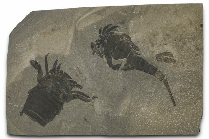 Fossil Eurypterus (Sea Scorpion) Multiple - New York #369274